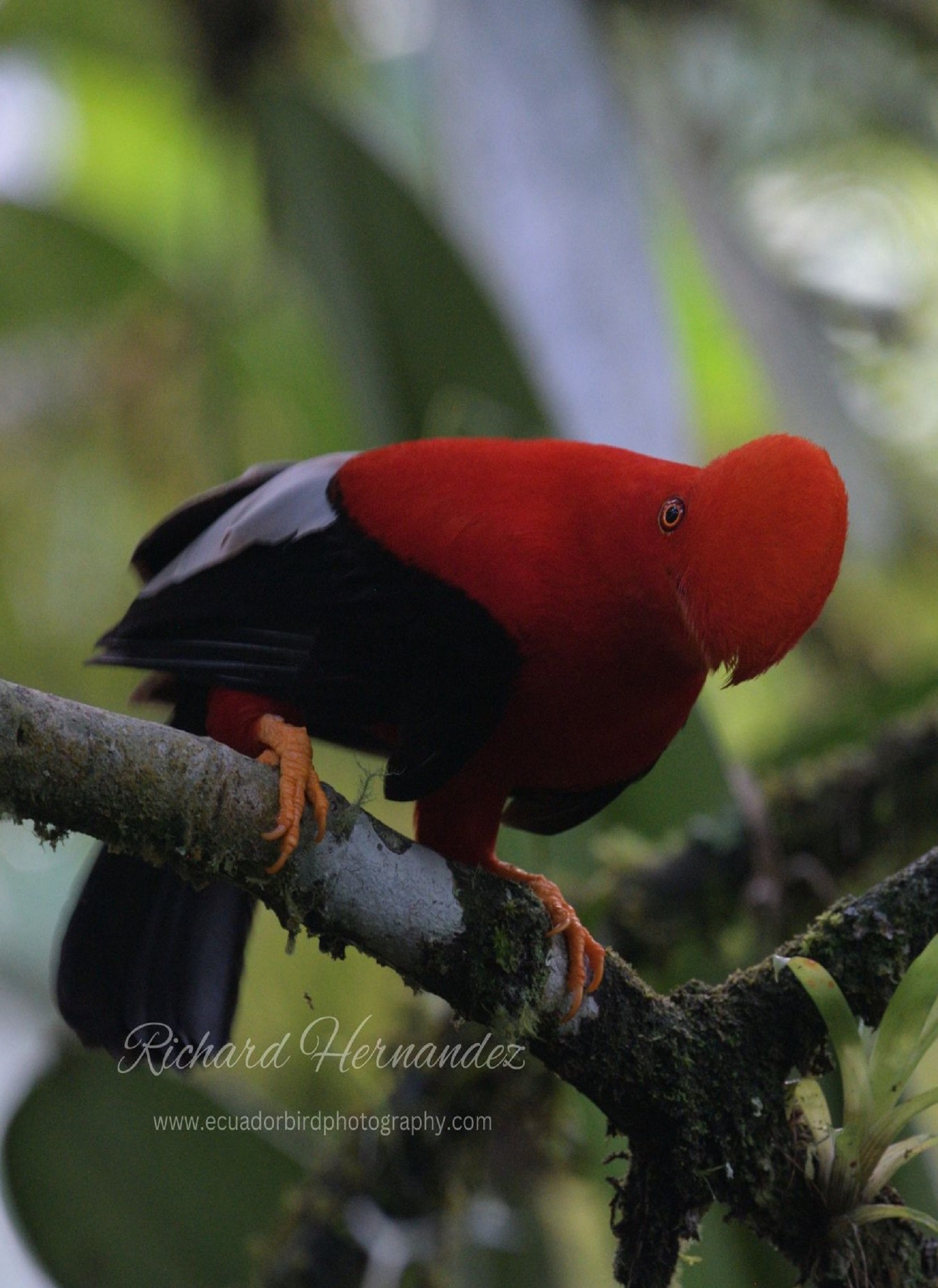 andean cock of the rock bird